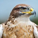 Hawk