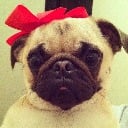 the_cute_pugicorn