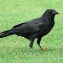 crowfulll