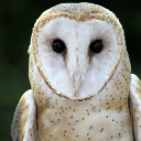 Mercurius Noctua