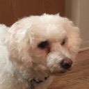 Coco The Dog