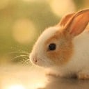 LuckyBunnyLee