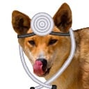 Doctor Dingo