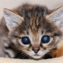 the_meowster