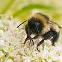 BeeBeatz