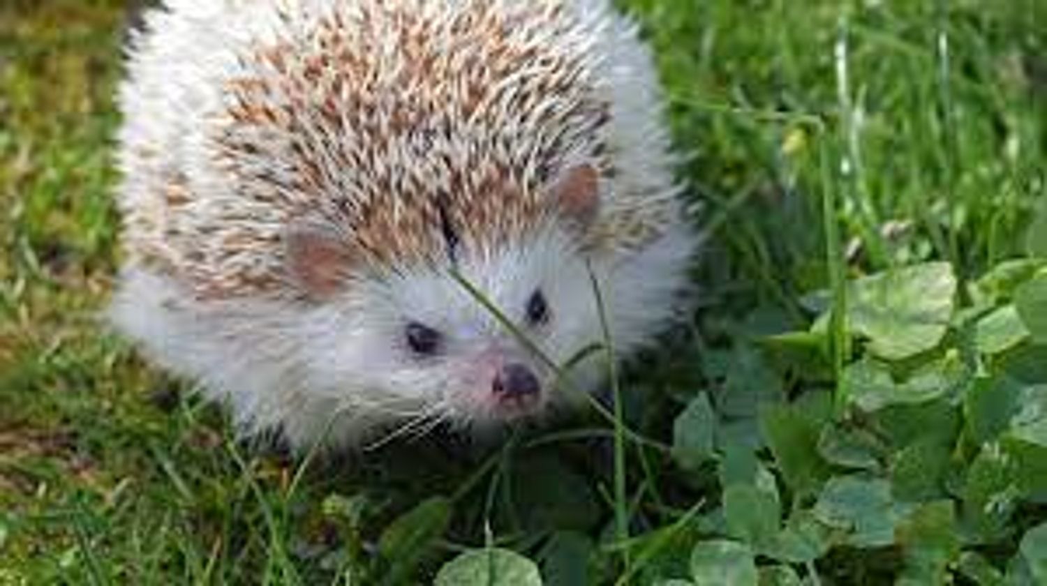 A Hedgehog