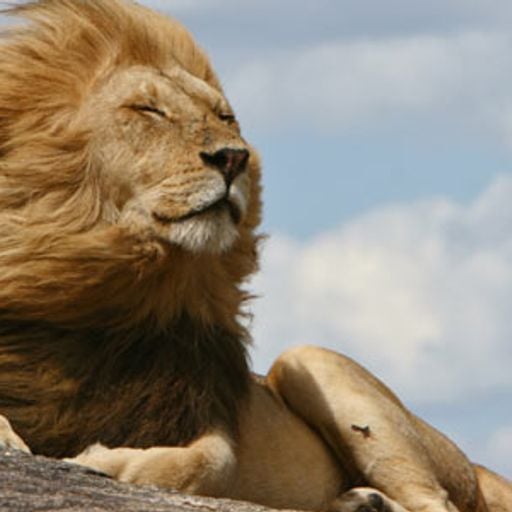 lion boy