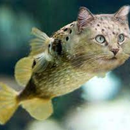 fish with cat head