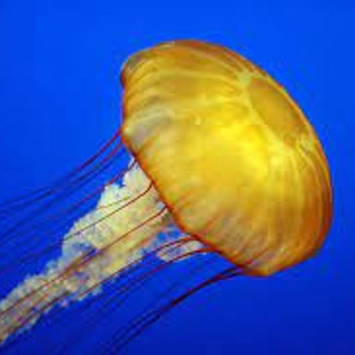JrJelly