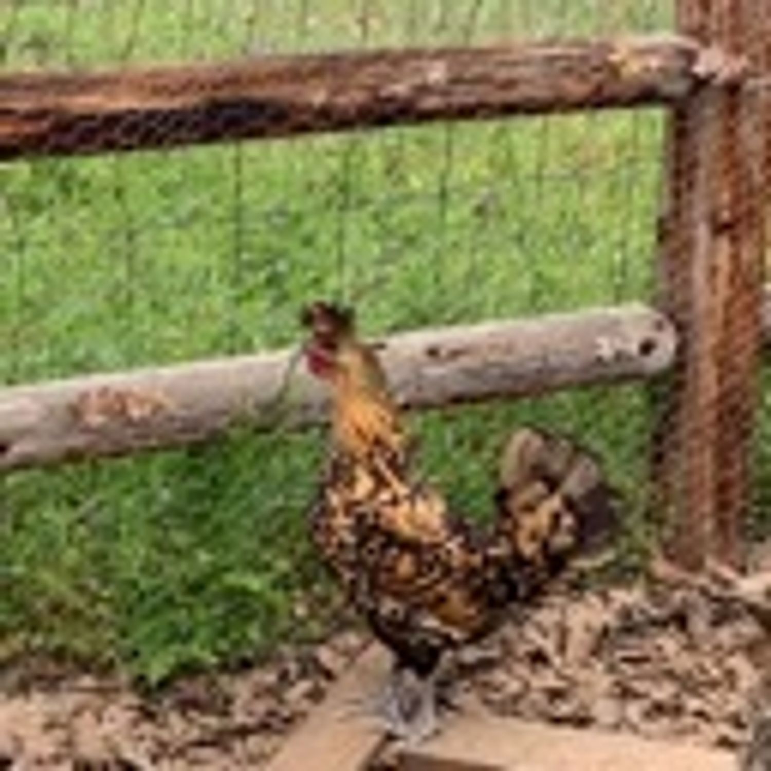 Pheasant_Compositions