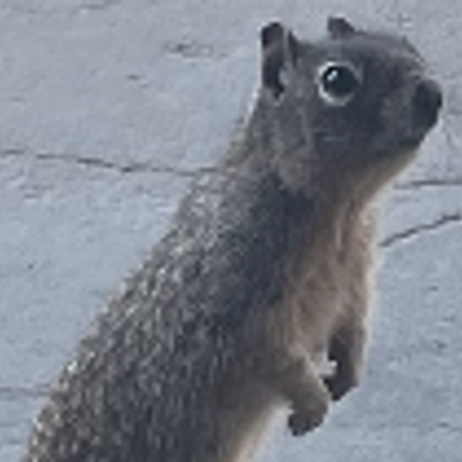 Mr. Chipmunk (Gabriel Pereira)