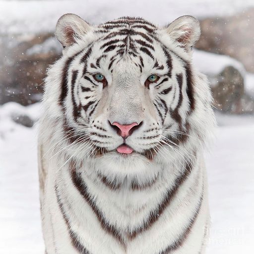 WhiteTiger
