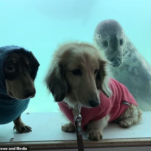 🐕🐕🐕🐕DogSeal4🦭🦭🦭🦭