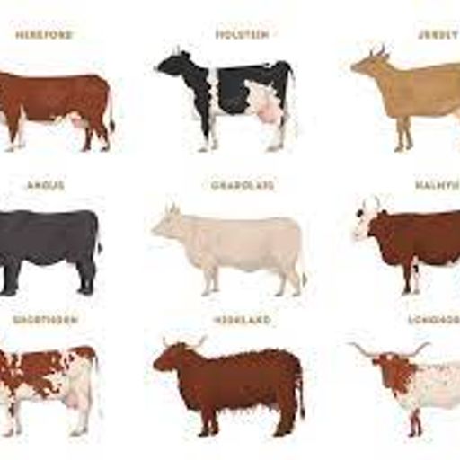 graysonsteer