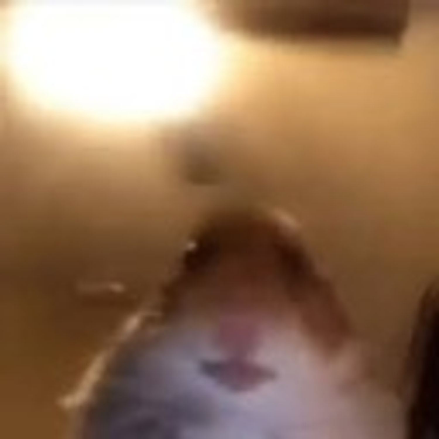 Alejandro