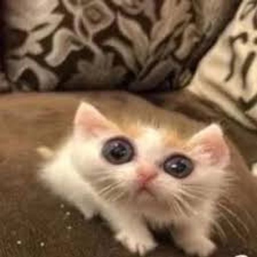 Thatonecat